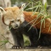 Red Panda by shepherdmanswife