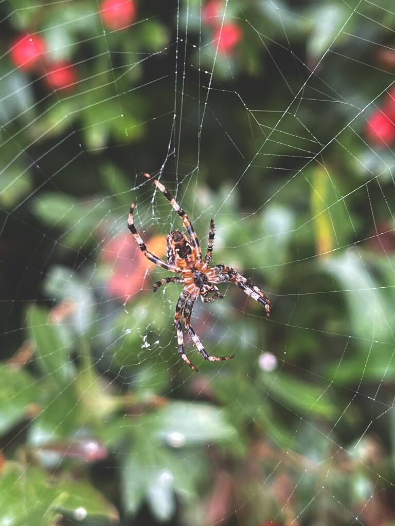 Orb weaver spider by tinley23