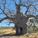 Prison Boab Tree by leestevo