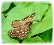 3rd Sep 2021 - Speckled Wood Butterfly