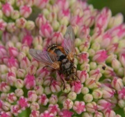 3rd Sep 2021 - Hoverfly