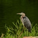 Great Blue on Deep Green by kareenking