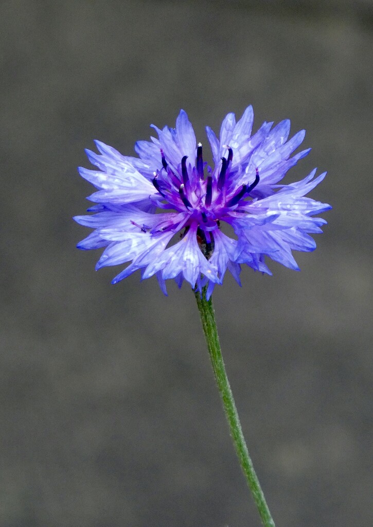 Cornflower by orchid99