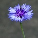 Cornflower by orchid99