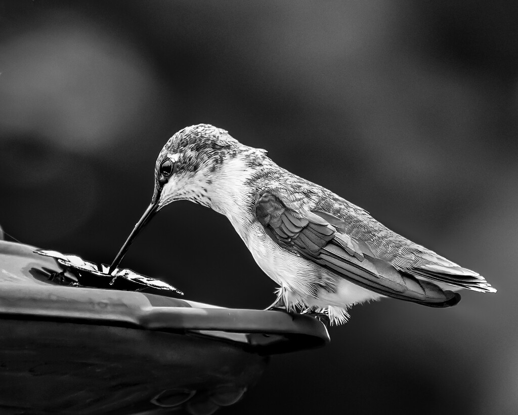 hummingbird in b&w by jernst1779