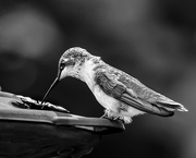 21st Aug 2021 - hummingbird in b&w