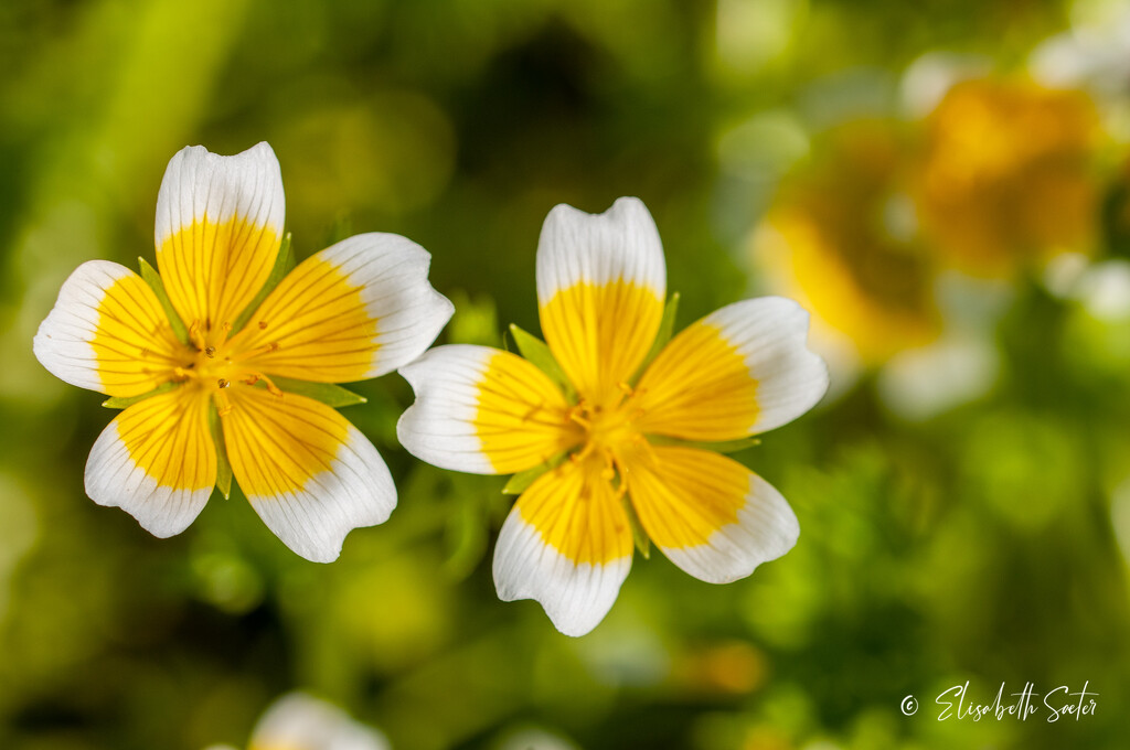 Limnanthes douglasii ( poached egg plant ) by elisasaeter