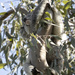 hanging loose by koalagardens