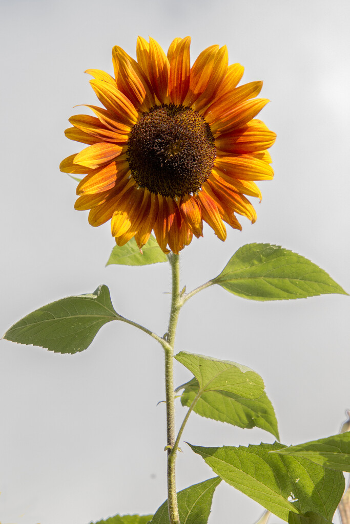 An Unusual Sunflower by shepherdman