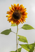 3rd Sep 2021 - An Unusual Sunflower