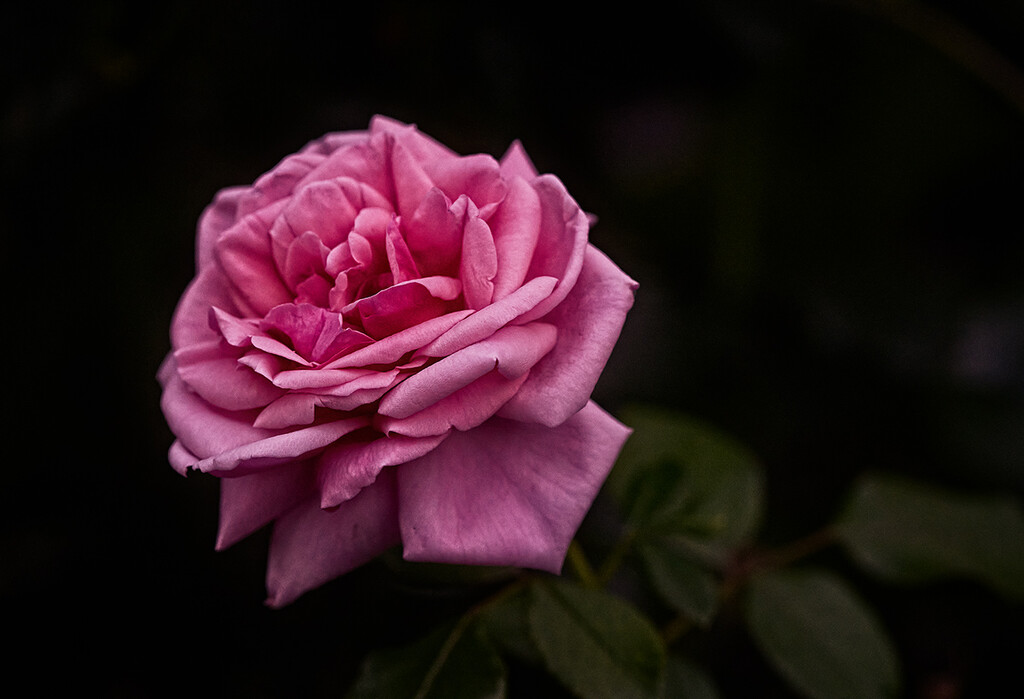 A Rose by gardencat