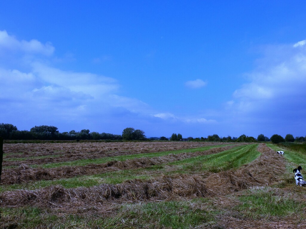 Late hay crop by julienne1