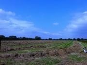 28th Aug 2021 - Late hay crop