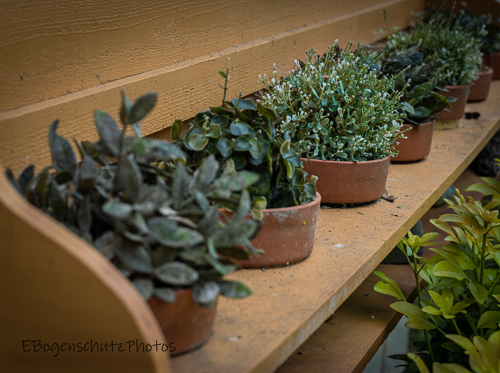 Herbal Window sill  by theredcamera