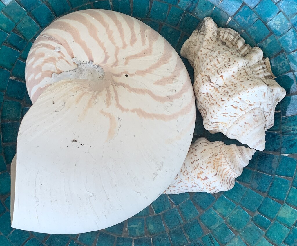 Shells by deidre