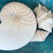 Shells by deidre