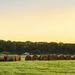 Morning Hay Bundles by joansmor