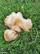 3rd Sep 2021 - Fungi growing in the grass