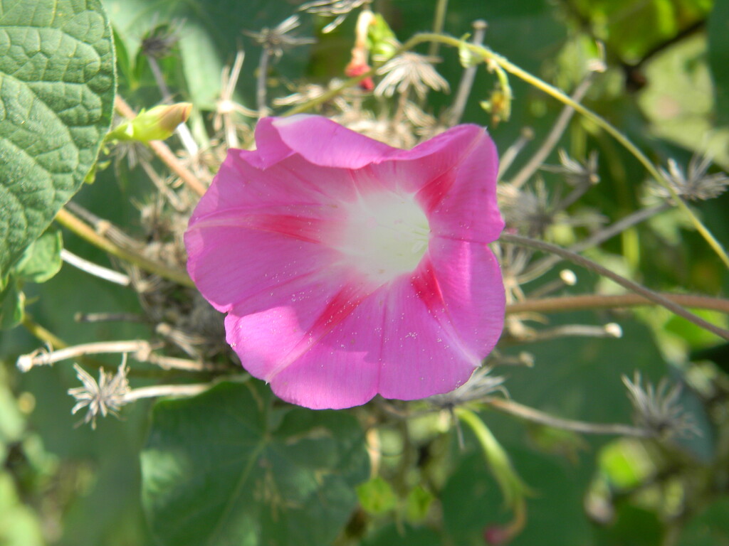 Pink Flower Closeup by sfeldphotos