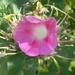 Pink Flower Closeup by sfeldphotos