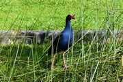 4th Sep 2021 -   Purple Water Hen On The Lookout ~      