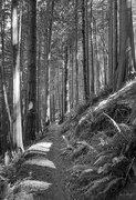 3rd Sep 2021 - Magical Light in the Cedar Forest