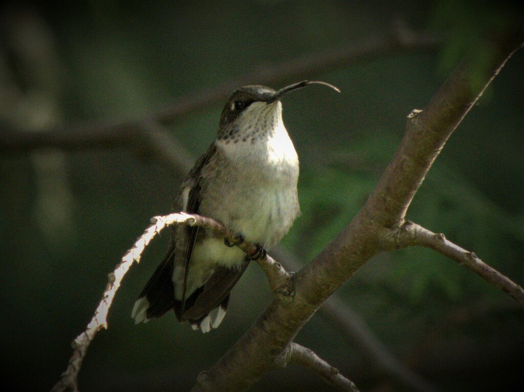 Female Ruby-throated Hummingbird, check out her tongue! by radiogirl