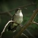 Female Ruby-throated Hummingbird, check out her tongue! by radiogirl