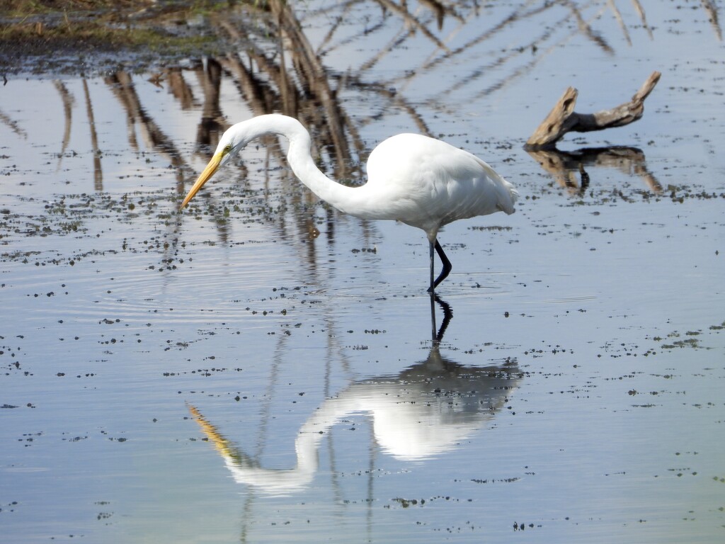 reflected egret by amyk