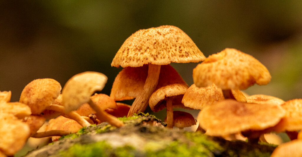 Mushrooms on the Log! by rickster549