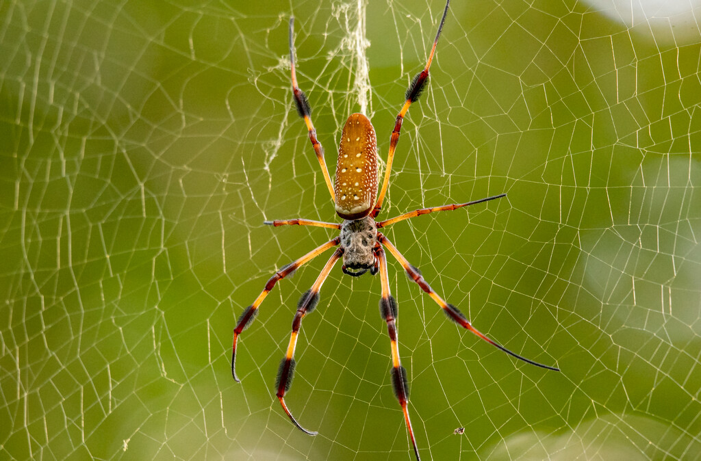 Banana Spider Waiting for it's Next Victim! by rickster549