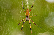 3rd Sep 2021 - Banana Spider Waiting for it's Next Victim!