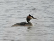 3rd Sep 2021 - Great Crested Grebe