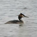 Great Crested Grebe by oldjosh