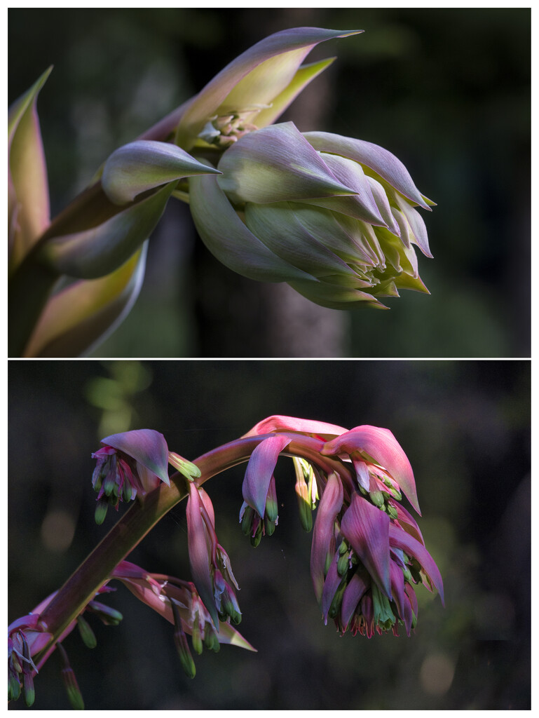 A developing flower bud ... by dkbarnett