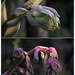 A developing flower bud ... by dkbarnett