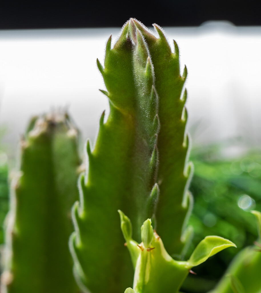 New growth cacti by ianjb21