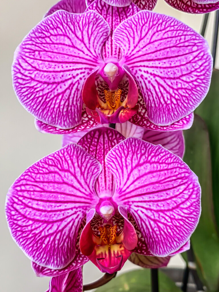 Orchid by pamknowler