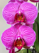 4th Sep 2021 - Orchid