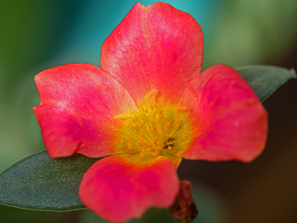 Red-flower by ianjb21