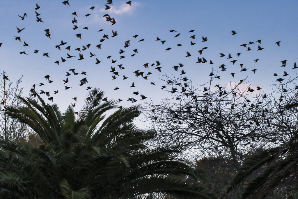 Murmuration of starlings by dkbarnett