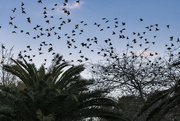 3rd Sep 2021 - Murmuration of starlings