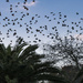 Murmuration of starlings by dkbarnett