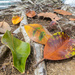 Still some colors in our leaves by creative_shots