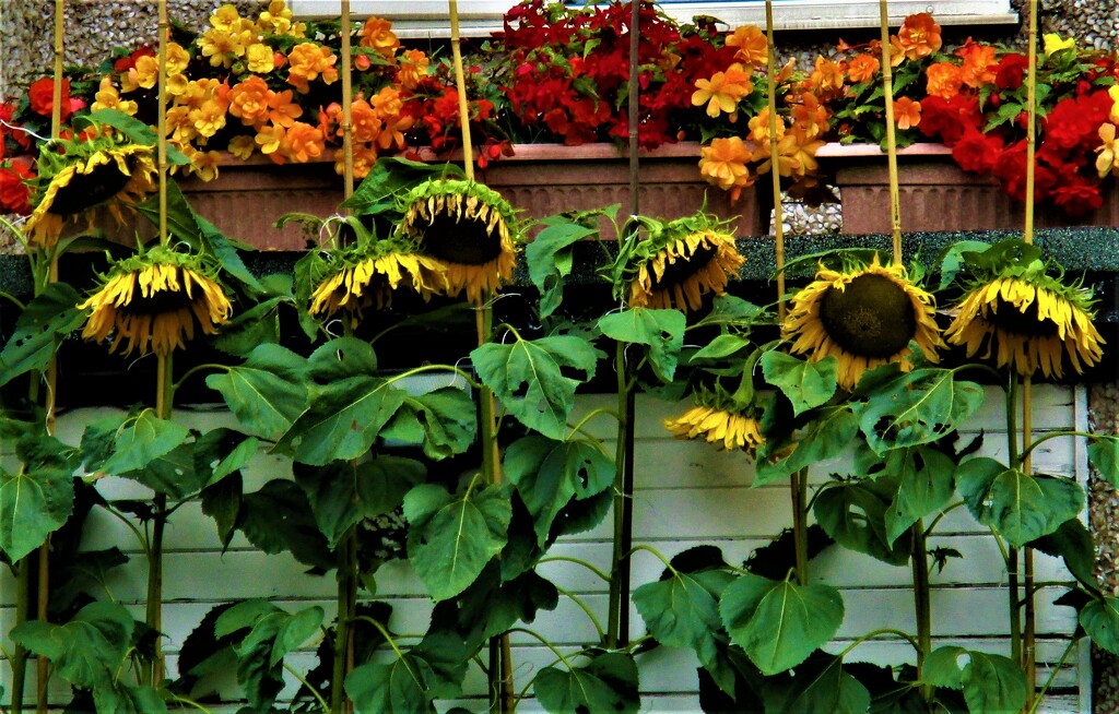 Eight tall sunflowers. by grace55