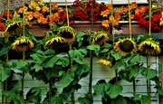 3rd Sep 2021 - Eight tall sunflowers.