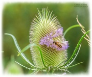 4th Sep 2021 - Teasel And Hoverfly