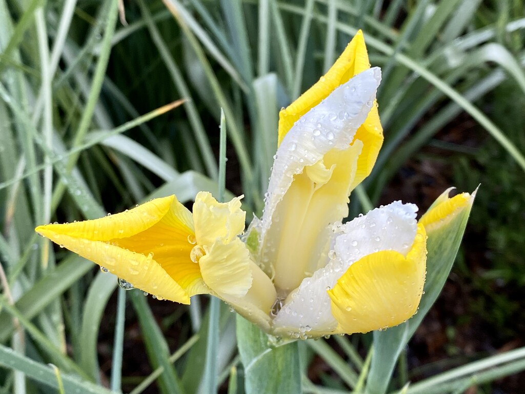 Yellow Iris by nicolecampbell