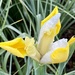 Yellow Iris by nicolecampbell
