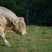 bull by parisouailleurs